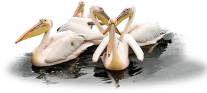 Gatheringof Pelicanson Water PNG Image