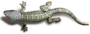 Geckowith Orange Spots PNG Image