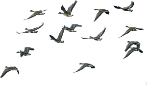 Geese In Flight Sequence PNG Image