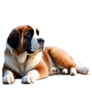 Gentle Giant Saint Bernard Png Kop PNG Image