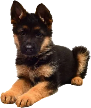 German Shepherd Puppy Portrait PNG Image