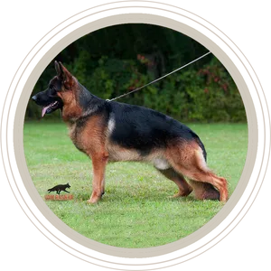 German Shepherd Stance Show Dog PNG Image