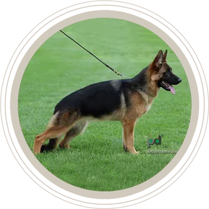 German Shepherd Standingon Grass PNG Image