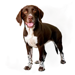 German Shorthaired Pointer A PNG Image