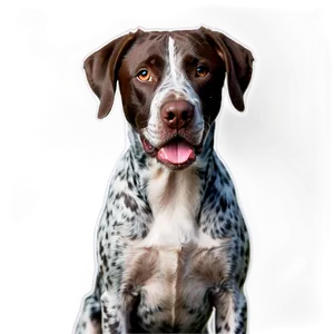 German Shorthaired Pointer Close-up Png Jav83 PNG Image