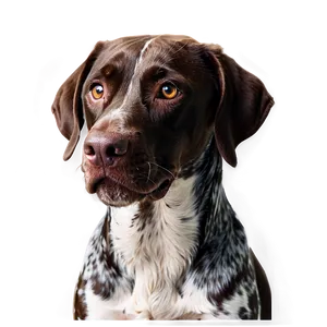 German Shorthaired Pointer Close-up Png Yhe27 PNG Image