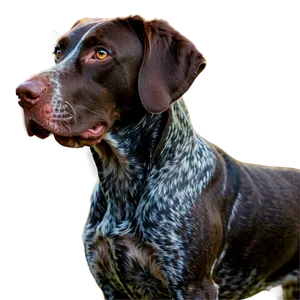 German Shorthaired Pointer In Field Png 06292024 PNG Image