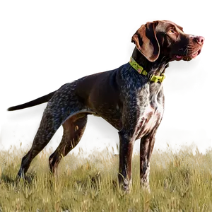 German Shorthaired Pointer In Field Png Spk PNG Image