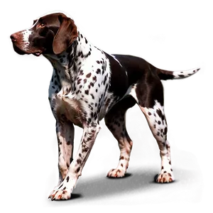 German Shorthaired Pointer In Water Png 38 PNG Image