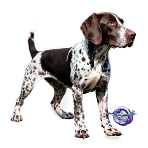 German Shorthaired Pointer In Water Png Tfn PNG Image