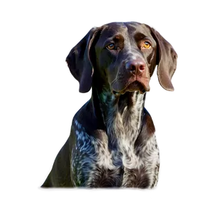 German Shorthaired Pointer Silhouette Png 06292024 PNG Image