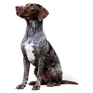 German Shorthaired Pointer Sitting Png 06292024 PNG Image