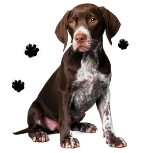 German Shorthaired Pointer With Puppies Png 06292024 PNG Image