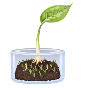 Germinating Sprout Png Cbi PNG Image