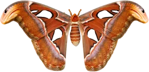 Giant Atlas Moth Spread Wings PNG Image