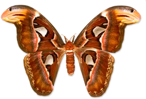 Giant Atlas Moth Transparent Background PNG Image