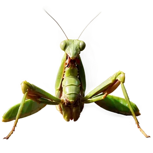 Giant Praying Mantis Png 1 PNG Image