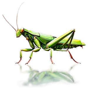 Giant Praying Mantis Png Vxj54 PNG Image