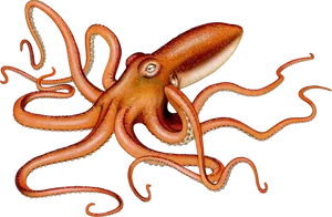 Giant Squid Illustration PNG Image