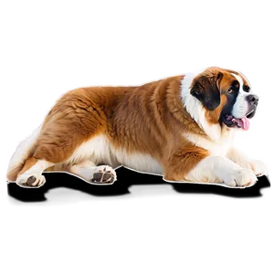 Giant St Bernard Pose Png 06292024 PNG Image