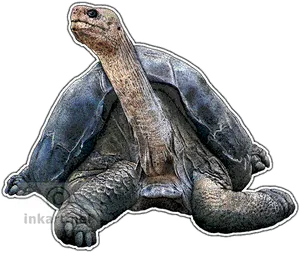 Giant Tortoise Portrait PNG Image