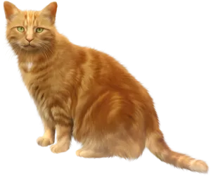 Ginger Cat Illustration PNG Image