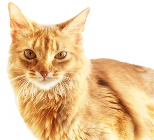 Ginger Cat Portrait PNG Image