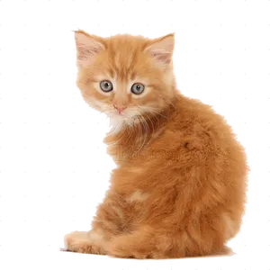 Ginger Kitten Looking Back PNG Image