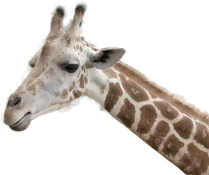 Giraffe Headand Neck Profile PNG Image