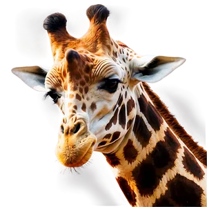 Giraffe Safari Park Png 06122024 PNG Image