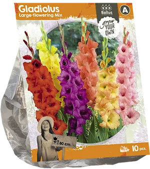 Gladiolus Large Flowering Mix Seeds Package PNG Image