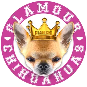 Glamorous Chihuahuawith Crown PNG Image