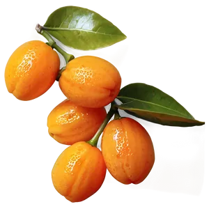 Glistening Kumquat Png Igq31 PNG Image