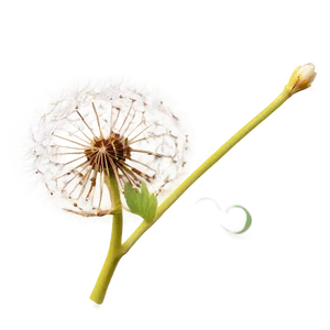 Glowing Dandelion Png Kpv PNG Image