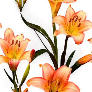 Glowing Night Lily Png 28 PNG Image