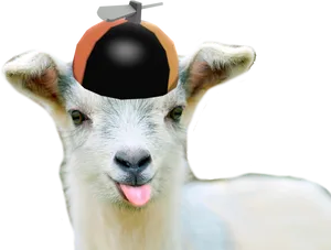 Goat Wearing Bomb Hat PNG Image