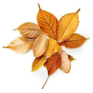 Golden Brown Fallen Leaves Png Jym PNG Image