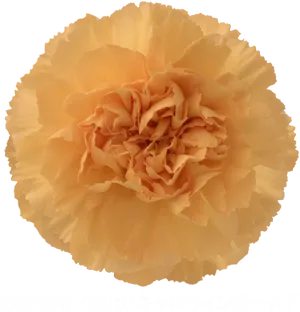 Golden Carnation Flower PNG Image