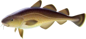 Golden Carp Illustration PNG Image