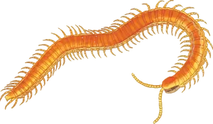 Golden Centipede Illustration PNG Image