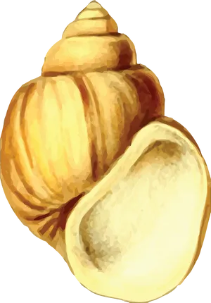 Golden Conch Shell Illustration PNG Image