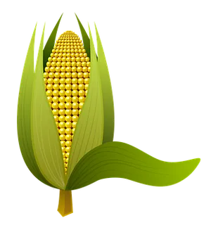 Golden Corn Cob Illustration PNG