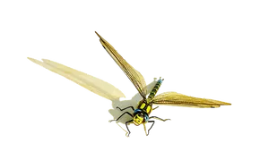 Golden Dragonfly Artwork PNG Image