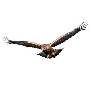 Golden Eagle Against Blue Sky Png Pyp PNG Image