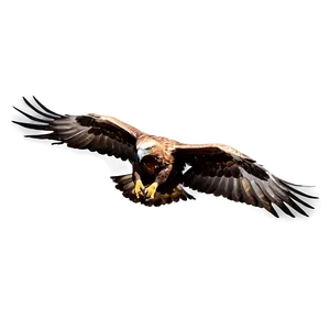 Golden Eagle Gliding Png 33 PNG Image