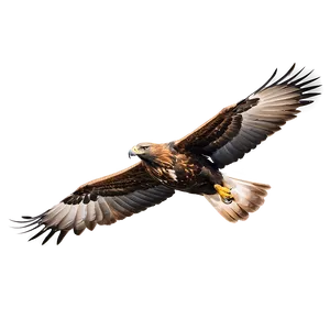 Golden Eagle Gliding Png Jeb PNG Image