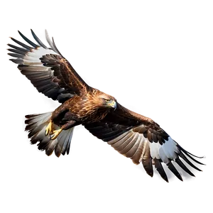 Golden Eagle In Flight Png Iqa38 PNG Image