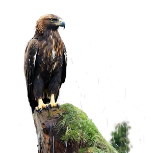 Golden Eagle In Rain Png 06202024 PNG Image