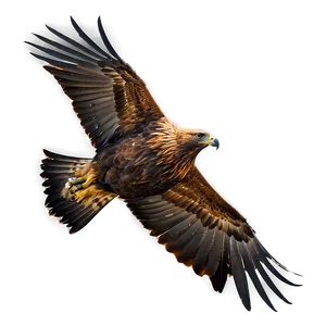 Golden Eagle In Serene Setting Png Cwt63 PNG Image