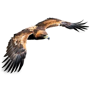 Golden Eagle Mid-flight Png Ycn PNG Image